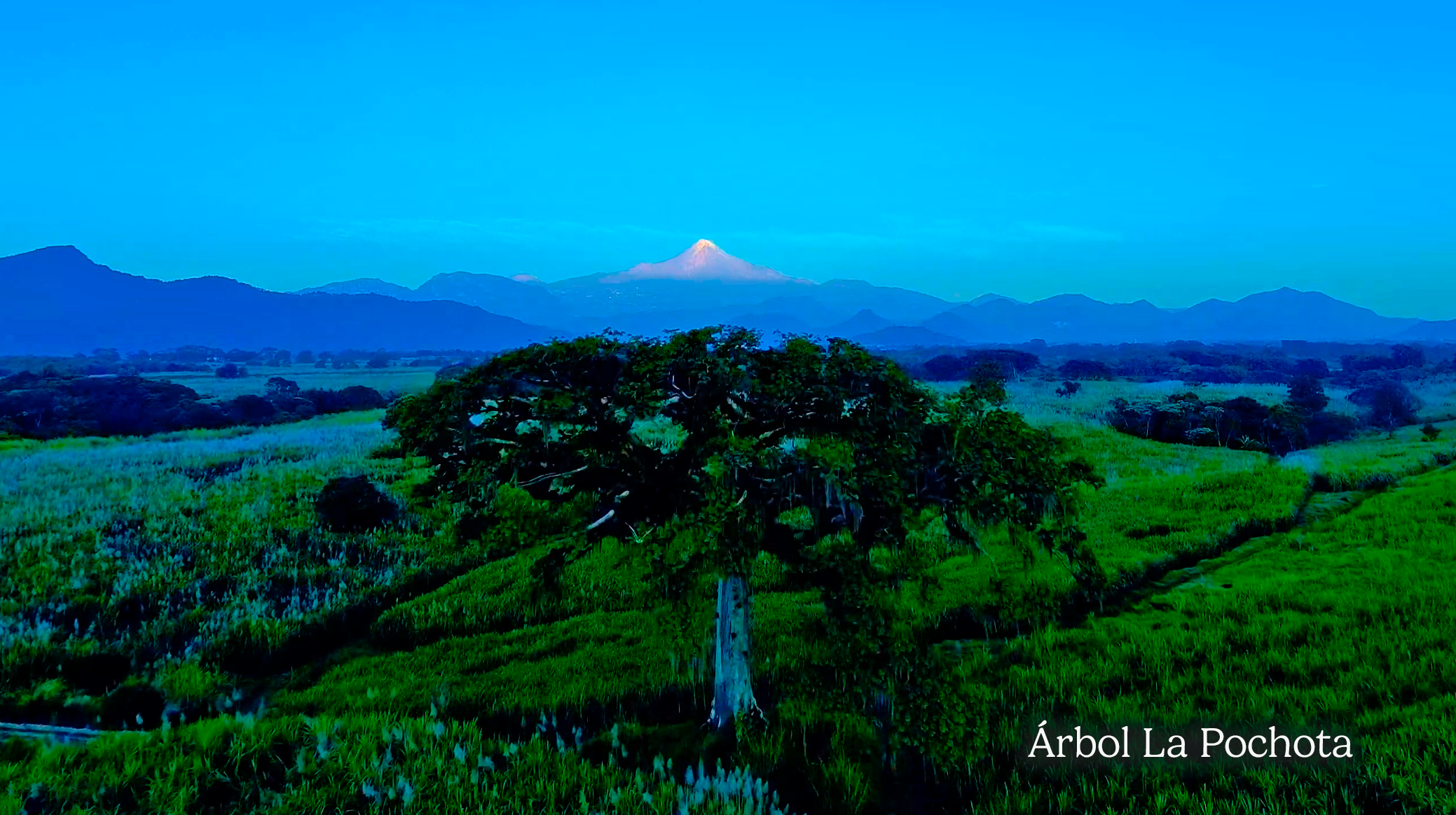 Árbol La Pochota